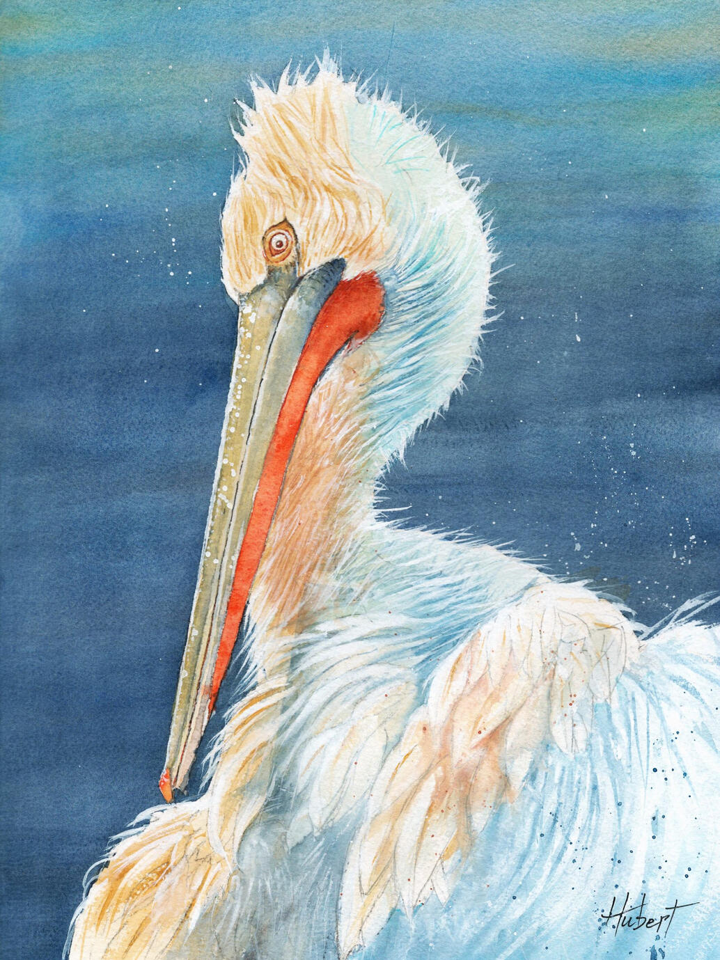 Pelican